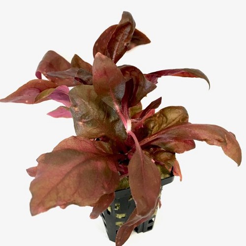 Alternanthera cardinalis double red in pot
