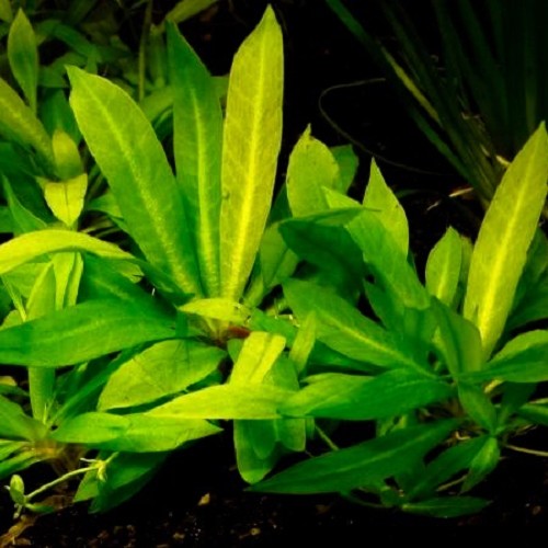 Echinodorus magdalenensis in pot