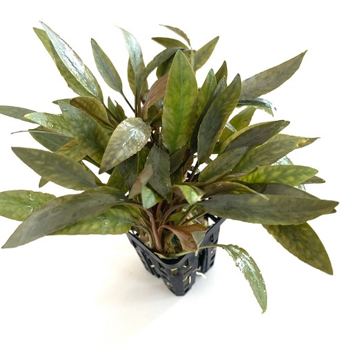 Cryptocoryne species brown in pot