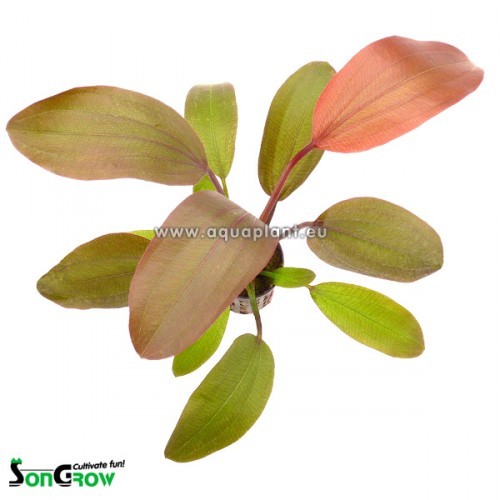 Echinodorus Hot pepper in pot