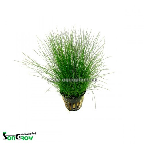Eleocharis parvula