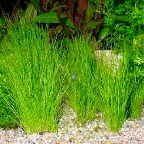 Eleocharis parvula - Hair grass in pot