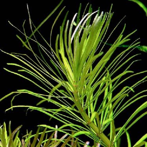 Eustralis stellata large leaves in pot