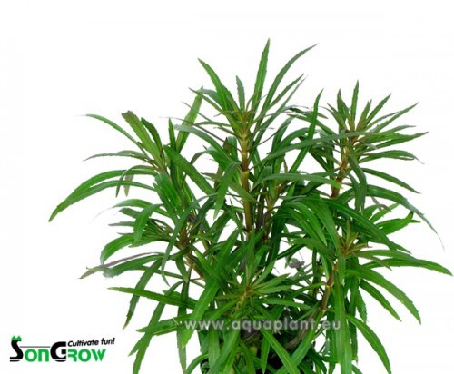 Eustralis stellata large leaves in pot