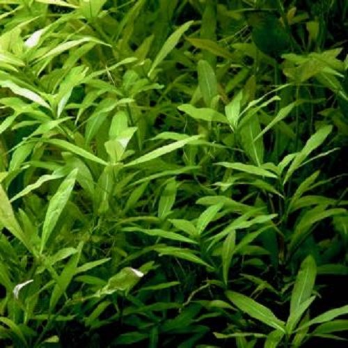 Hygrophila polysperma - Dwarf Hygrophila in bag