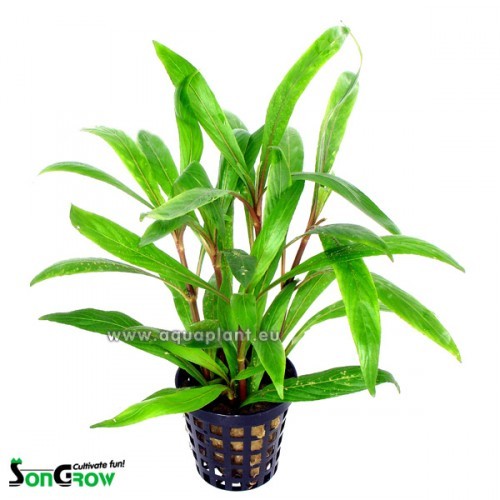 Hygrophila salicifolia - Willow leafed Hygrophila in pot