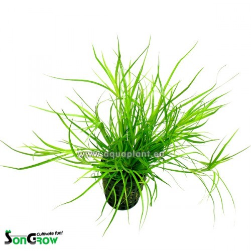 Juncus Repens - Creeping rush in pot