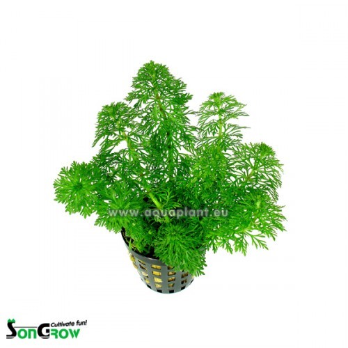 Limnophila sessiflora in pot