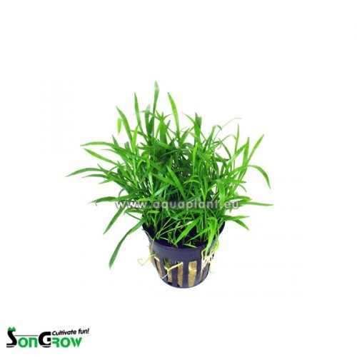 Lilaeopsis (novea zealandiae) in pot