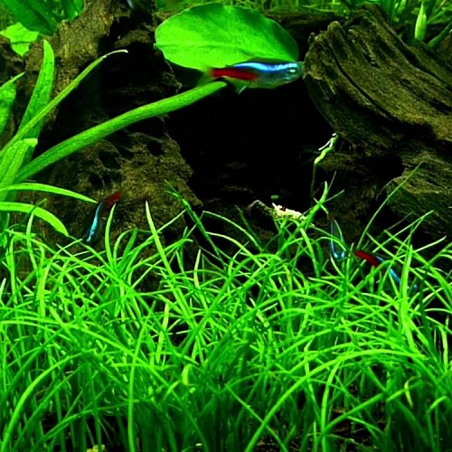 Lilaeopsis (novea zealandiae) in pot