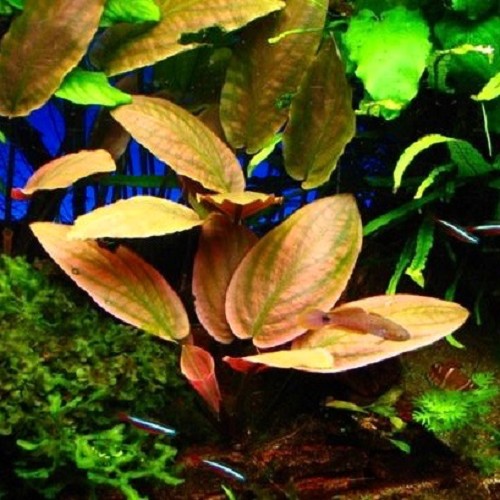 Lagenandra meeboldi red in pot