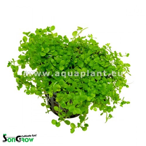 Micranthemum Monte Carlo in pot