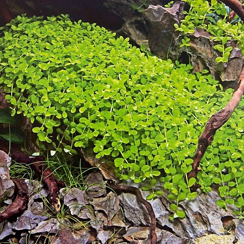 Micranthemum Monte Carlo in pot