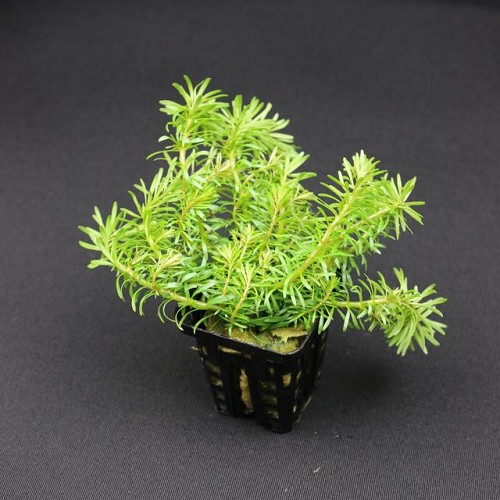 Rotala wallichii in pot