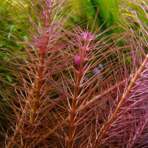 Rotala wallichii in pot