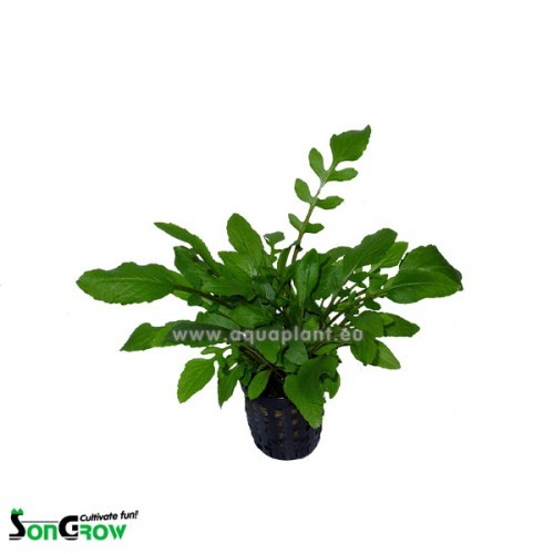Rorippa aquatica in pot