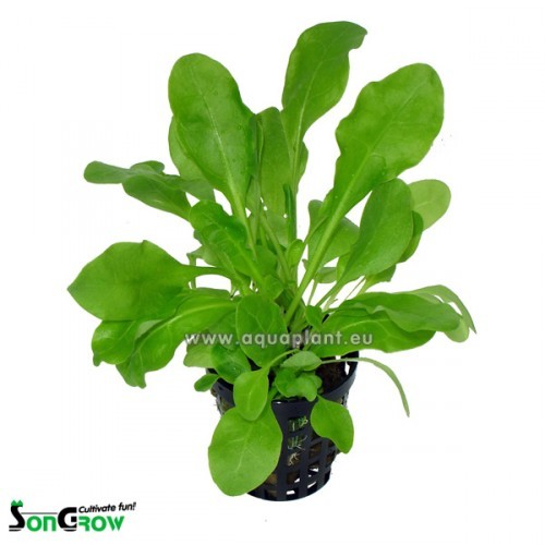 Samolus floribundus in pot