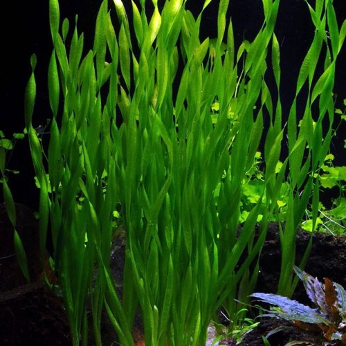 Vallisneria asiatica - Corkscrew vallisneria in pot