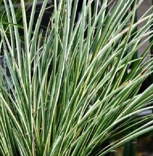 Acorus gramineus variegatus in pot