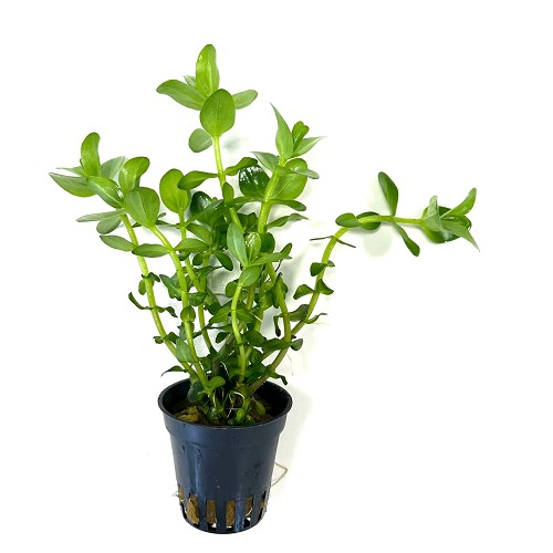 Bacopa caroliniana - Water Bacopa in pot