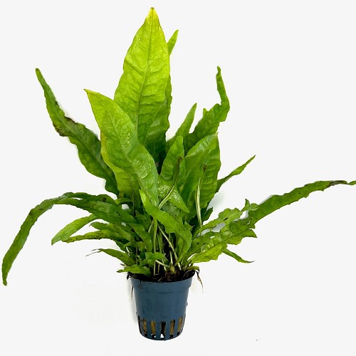 Microsorum pteropus - Java Fern in pot