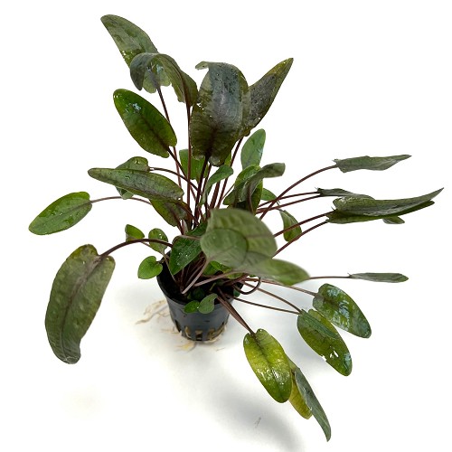 Cryptocoryne wendtii Tropica   in pot