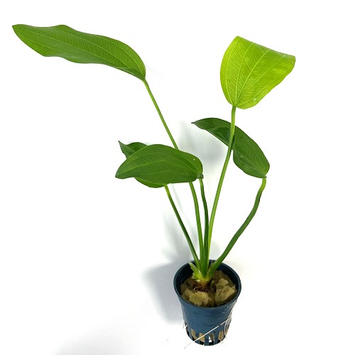Echinodorus argentinensis pot