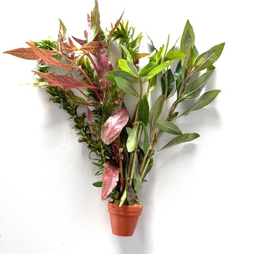 Gemengde planten in  terra cotta pot