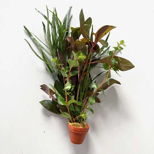 Gemengde planten in  terra cotta pot