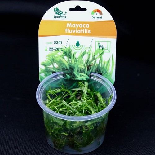 Mayaca fluviatilis in a cup