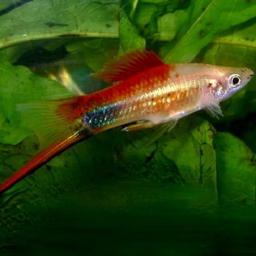 Xiphophorus helleri - Swordtail Pineapple mickey mouse