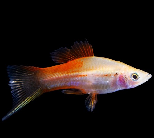 Xiphophorus helleri - Swordtail pineapple ML