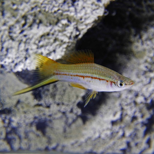 Xiphophorus helleri - Swordtail green ML