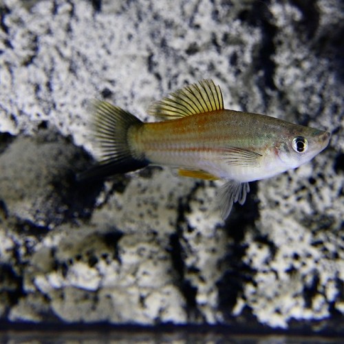 Xiphophorus helleri - Swordtail green ML