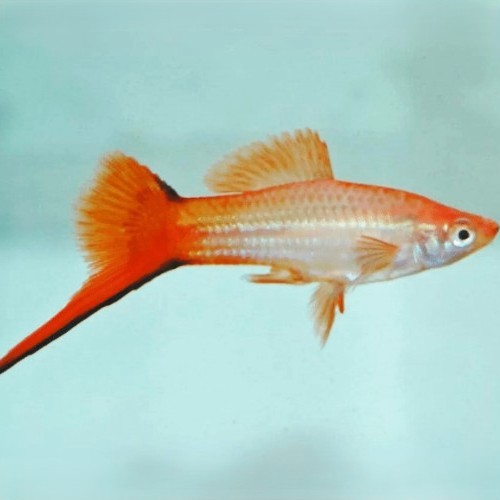 Xiphophorus helleri mary gold