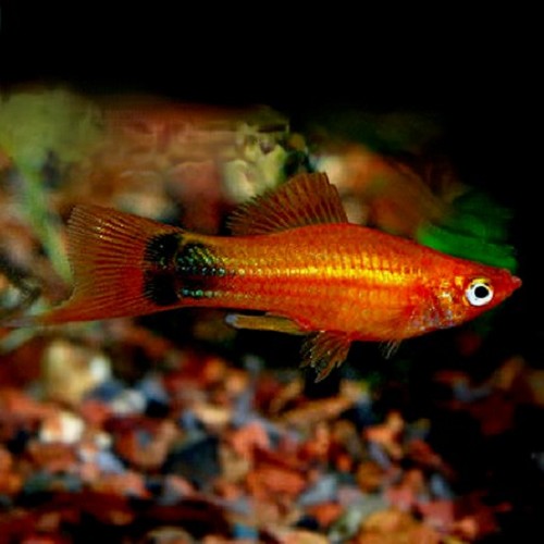 Xiphophorus helleri - Swordtail red Mickey mouse