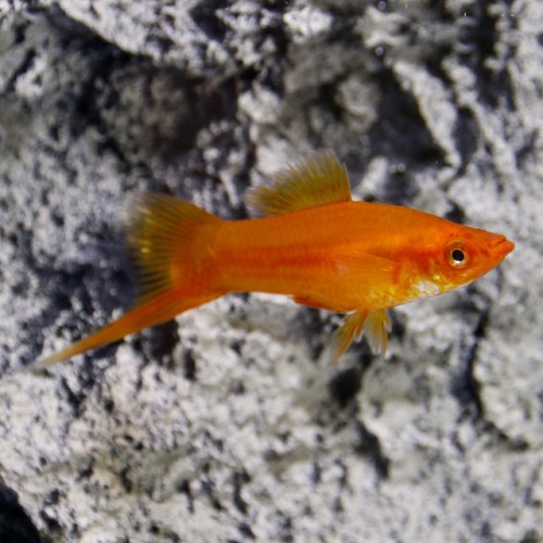 Xiphophorus helleri - Swordtail red ML