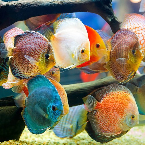 Symphysodon aequifasciatus - Discus mix 6-7 cm