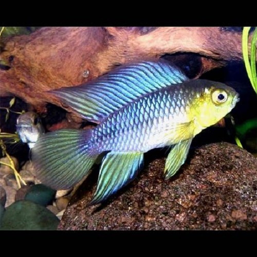 Apistogramma borelli - Borelli's dwarf cichlid M - Apistogramma - Jarat