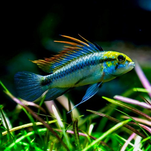 Apistogramma trifasciata - Blue apisto
