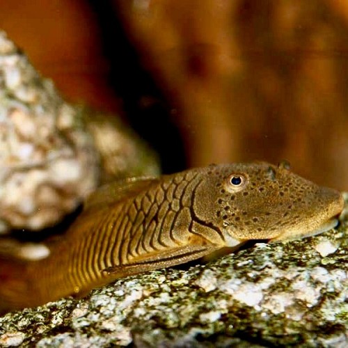 Chaetostoma thomasi  L-146 - Thomas' Chaetostoma M