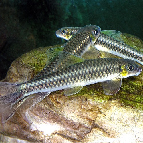 Paracrossochilus vittatus - Yellow Flying fox