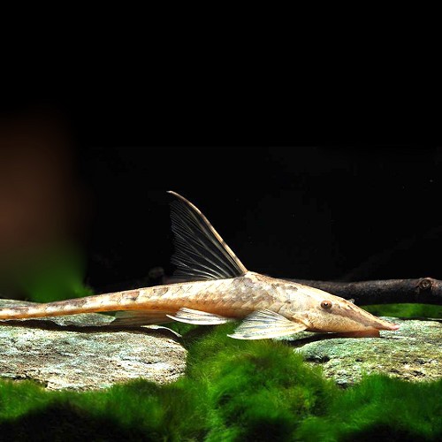 Sturisoma aureum   Sierlijke algeneter