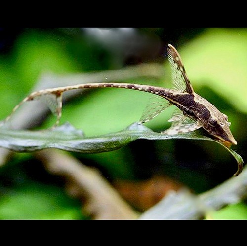 Sturisoma panamense - Royal whiptail farlowella SM