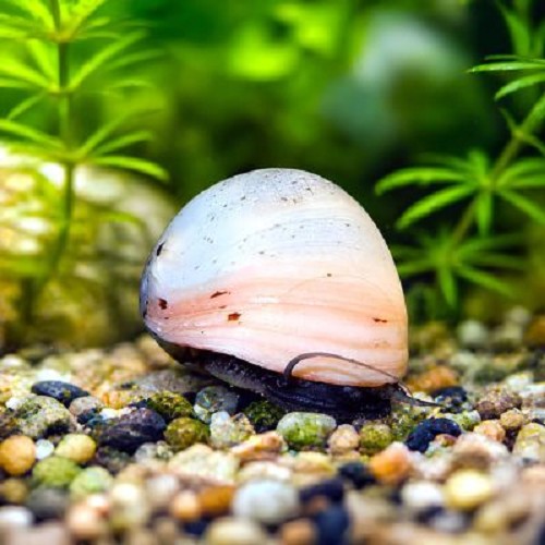 Neritina pulligera white 1.3 - 2.5 cm