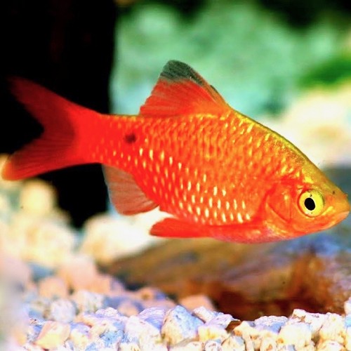 Barbus conchonius gold - Rosy barb gold M