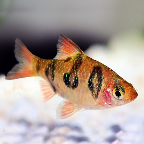 Barbus rhomboocellatus - Rhombo barb M