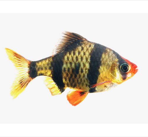 Barbus tetrazona ­- Tiger barb SM