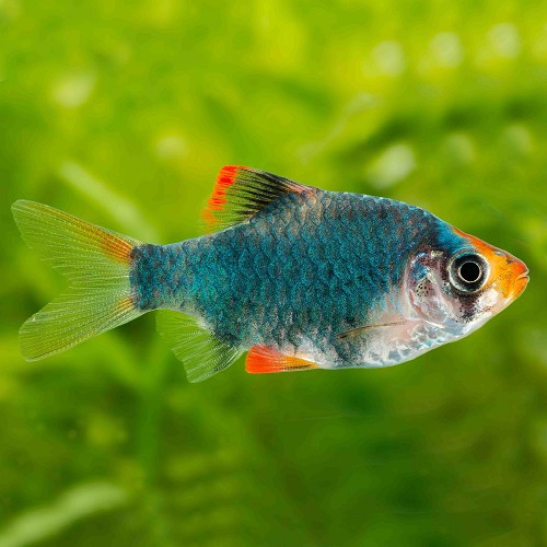 Barbus tetrazona green - Green tiger barb L