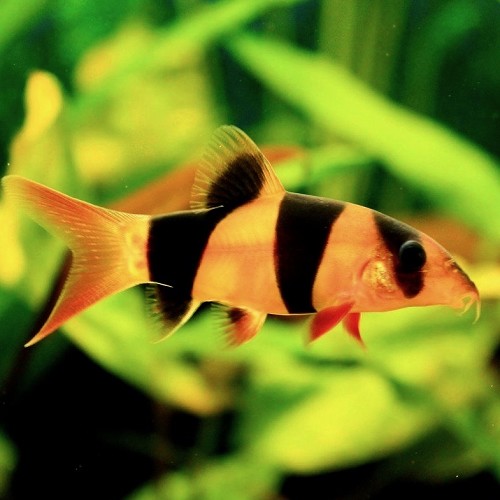 Botia macracantha - Clown loach 5-6 cm